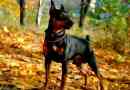 Törpe pinscher (zvergpincher)